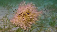 Chaetodermis penicilligerus