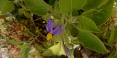 Solanum pubescens