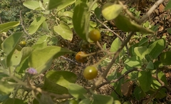 Solanum pubescens