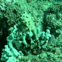 Pyura spinifera