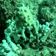 Pyura spinifera