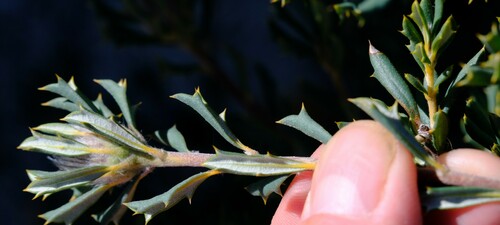 Image of Banksia carlinoides by (c) Peter Crowcroft, some rights reserved (CC BY)