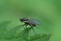 Phytomyza syngenesiae