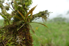 Oncidium morganii