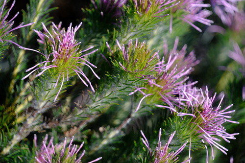 spider coneflower (Isopogon adenanthoides)