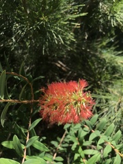 Melaleuca hypericifolia