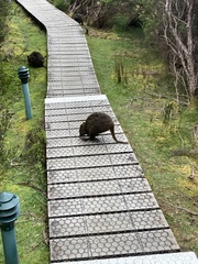 Thylogale billardierii