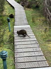 Thylogale billardierii