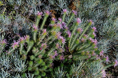 Image of Isopogon adenanthoides by (c) Peter Crowcroft, some rights reserved (CC BY)