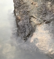 Caloglossa