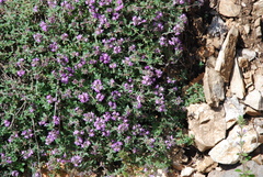 Thymus serpyllum
