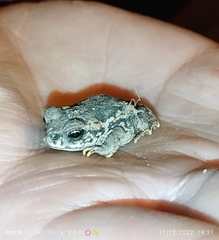 Rhinella spinulosa