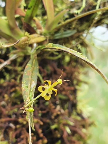 Morganii Oncidium