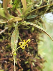 Oncidium morganii