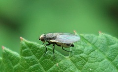 Phytomyza syngenesiae