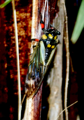 Distantalna splendida