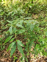 Maesa japonica