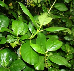 Coprosma macrocarpa macrocarpa