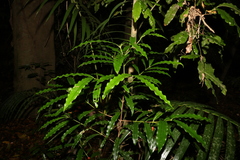 Syzygium ingens