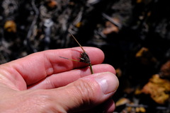 Mesomelaena pseudostygia