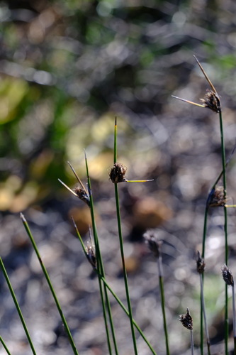 Image of Mesomelaena pseudostygia by (c) Peter Crowcroft, some rights reserved (CC BY)