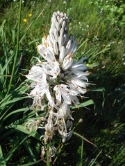 Asphodelus macrocarpus