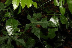 Brachychiton discolor