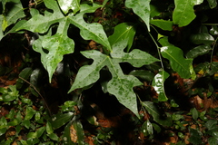 Brachychiton discolor
