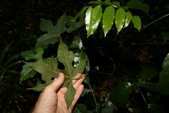 Brachychiton discolor