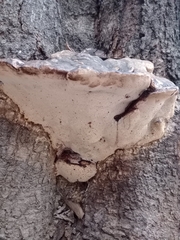 Fomes fomentarius