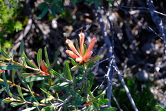 Lambertia multiflora multiflora