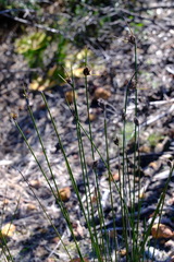 Mesomelaena pseudostygia