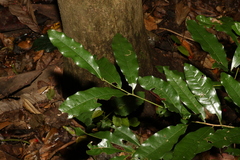 Beilschmiedia obtusifolia