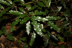 Beilschmiedia obtusifolia