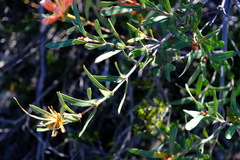 Lambertia multiflora multiflora