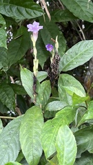 Strobilanthes longespicatus