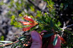 Lambertia multiflora multiflora