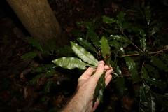 Beilschmiedia obtusifolia