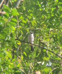 Pycnonotus aurigaster