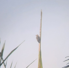 Dendrocopos analis
