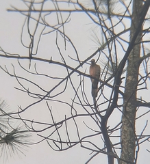 Streptopelia chinensis