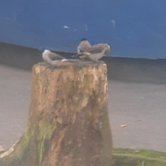 Pycnonotus aurigaster