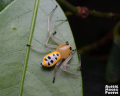 Poecilothomisus speciosus
