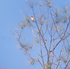 Psilopogon haemacephalus