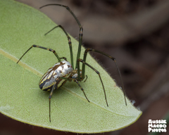 Leucauge dromedaria