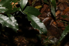 Cryptocarya sclerophylla