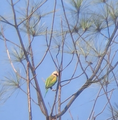 Psittacula alexandri