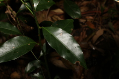 Cryptocarya sclerophylla