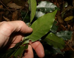 Cryptocarya sclerophylla