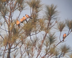 Pycnonotus aurigaster